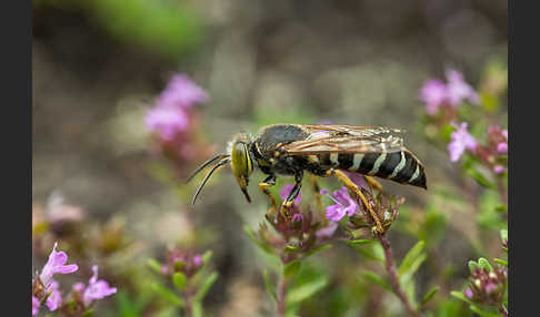 Kreiselwespe (Bembix rostrata)