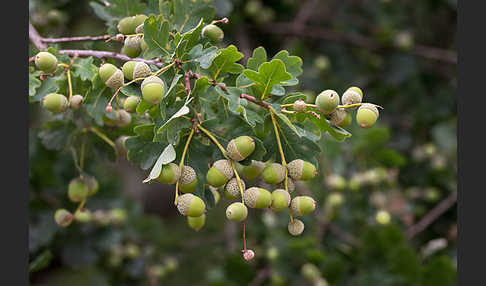 Stiel-Eiche (Quercus robur)