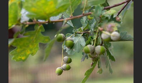 Stiel-Eiche (Quercus robur)