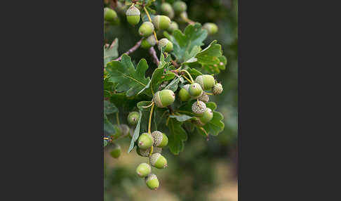 Stiel-Eiche (Quercus robur)