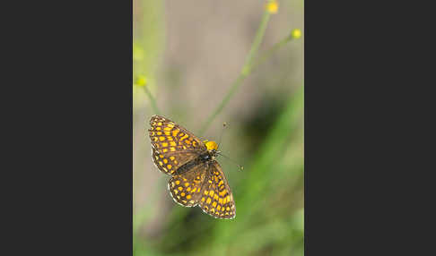 Wachtelweizen-Scheckenfalter (Melitaea athalia)