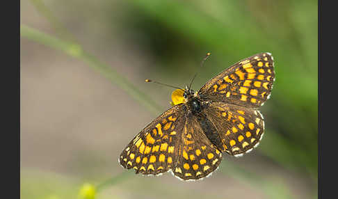 Wachtelweizen-Scheckenfalter (Melitaea athalia)