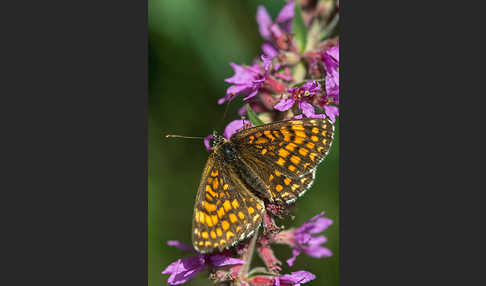 Wachtelweizen-Scheckenfalter (Melitaea athalia)