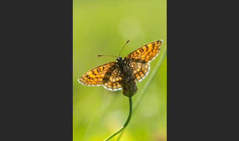 Wachtelweizen-Scheckenfalter (Melitaea athalia)