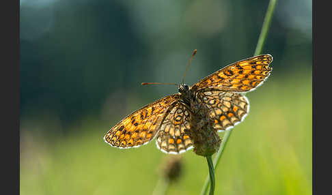 Wachtelweizen-Scheckenfalter (Melitaea athalia)