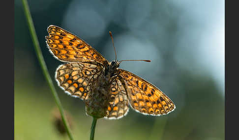 Wachtelweizen-Scheckenfalter (Melitaea athalia)