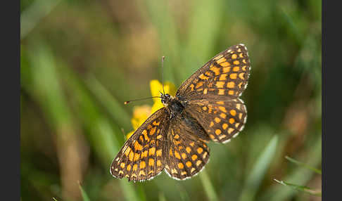 Wachtelweizen-Scheckenfalter (Melitaea athalia)