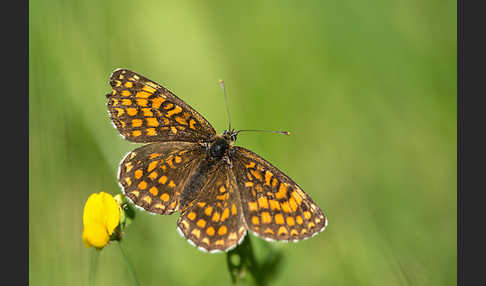 Wachtelweizen-Scheckenfalter (Melitaea athalia)