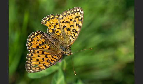 Großer Perlmutterfalter (Argynnis aglaja)