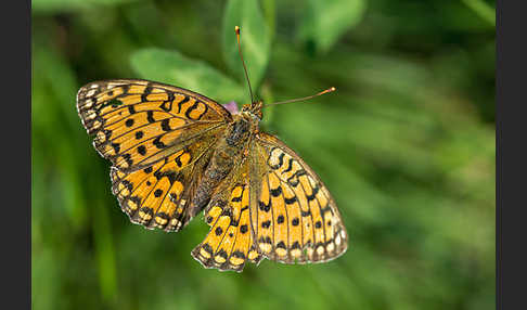 Großer Perlmutterfalter (Argynnis aglaja)