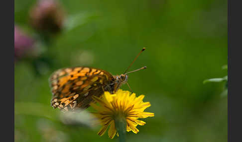 Großer Perlmutterfalter (Argynnis aglaja)