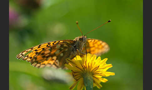 Großer Perlmutterfalter (Argynnis aglaja)