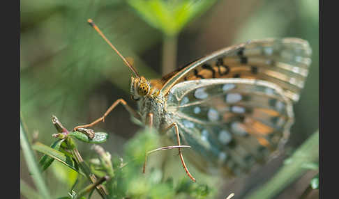 Großer Perlmutterfalter (Argynnis aglaja)