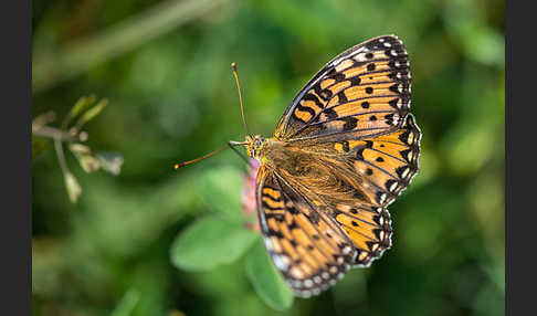 Großer Perlmutterfalter (Argynnis aglaja)