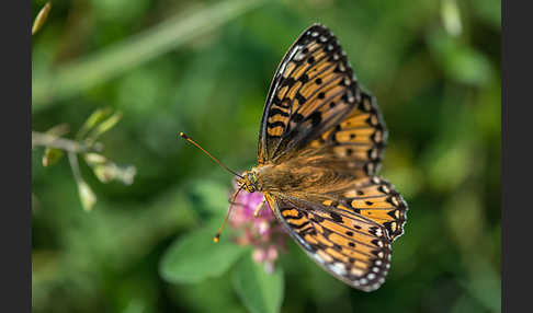 Großer Perlmutterfalter (Argynnis aglaja)