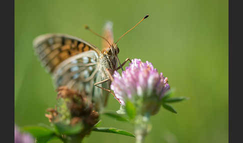 Großer Perlmutterfalter (Argynnis aglaja)