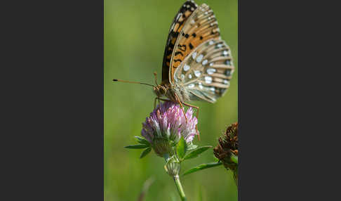 Großer Perlmutterfalter (Argynnis aglaja)