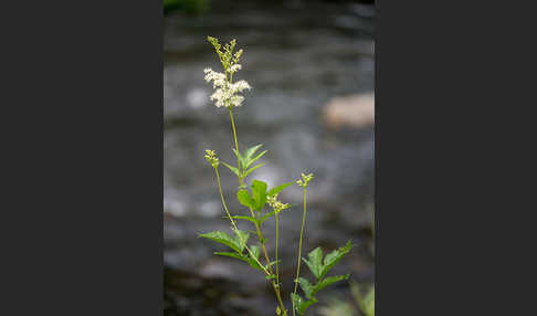 Echtes Mädesüß (Filipendula ulmaria)