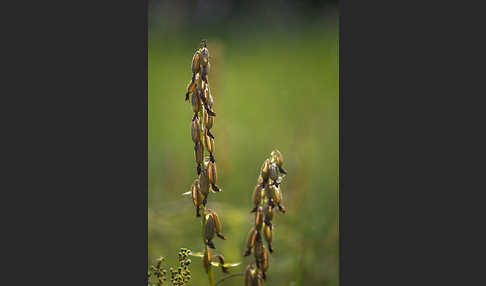 Sumpf-Sitter (Epipactis palustris)