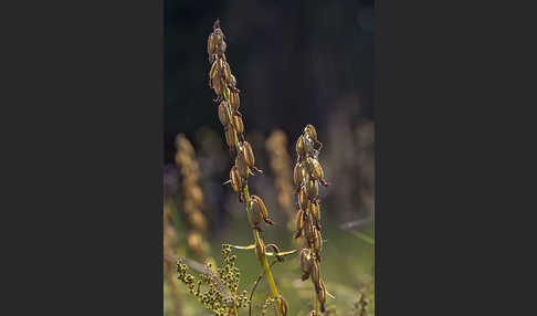 Sumpf-Sitter (Epipactis palustris)