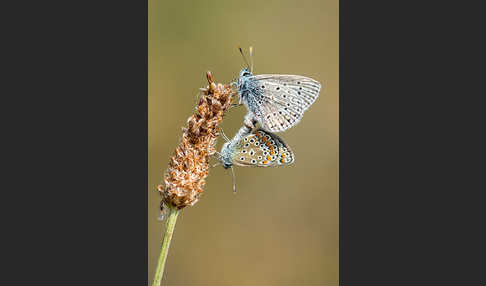 Gemeiner Bläuling (Polyommatus icarus)