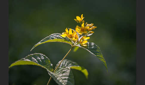 Gemeiner Gilbweiderich (Lysimachia vulgaris)