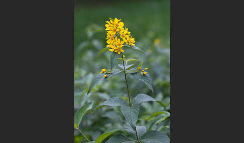 Gemeiner Gilbweiderich (Lysimachia vulgaris)