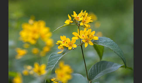 Gemeiner Gilbweiderich (Lysimachia vulgaris)