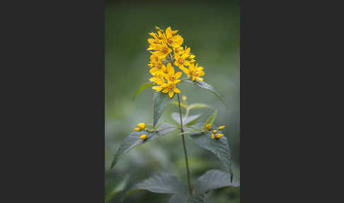 Gemeiner Gilbweiderich (Lysimachia vulgaris)