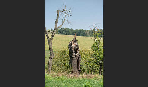 Streuobstwiese (meadow orchard)