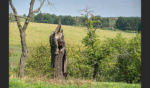 Streuobstwiese (meadow orchard)