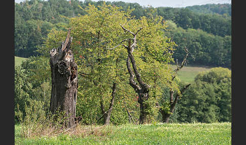 Streuobstwiese (meadow orchard)