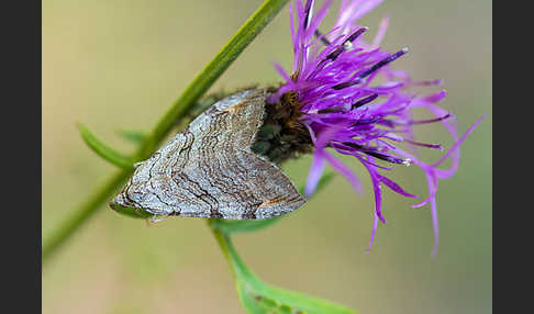 Großer Johanniskrautspanner (Aplocera plagiata)