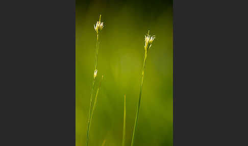 Weißes Schnabelried (Rhynchospora alba)