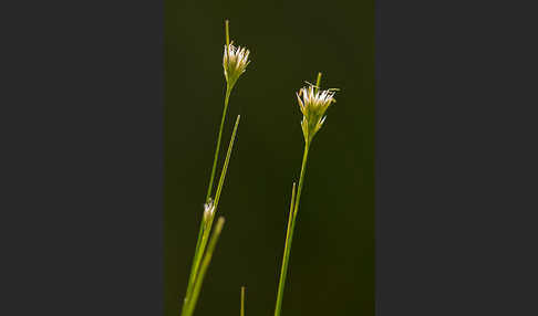 Weißes Schnabelried (Rhynchospora alba)