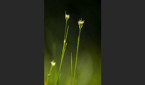 Weißes Schnabelried (Rhynchospora alba)