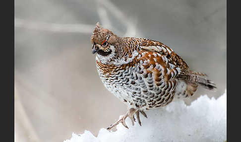 Haselhuhn (Tetrastes bonasia)