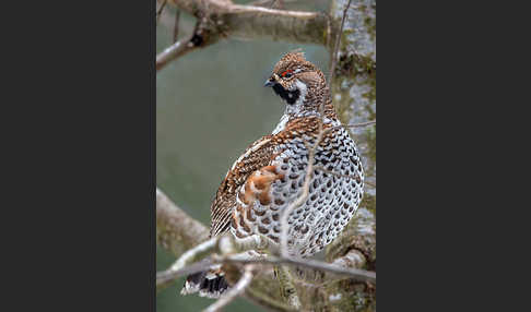 Haselhuhn (Tetrastes bonasia)