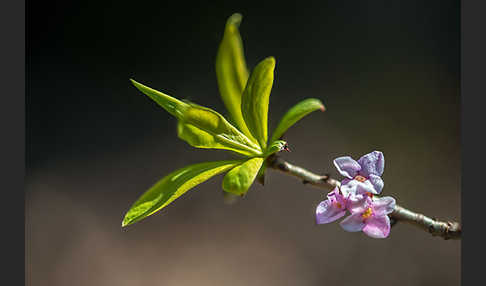 Seidelbast (Daphne mezereum)