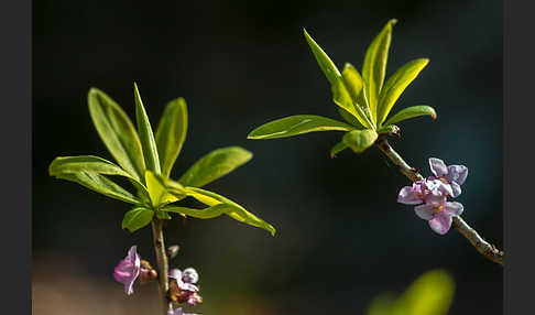 Seidelbast (Daphne mezereum)