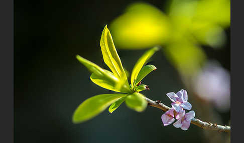 Seidelbast (Daphne mezereum)