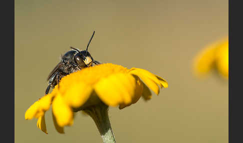 Pelzbiene (Anthophora spec.)