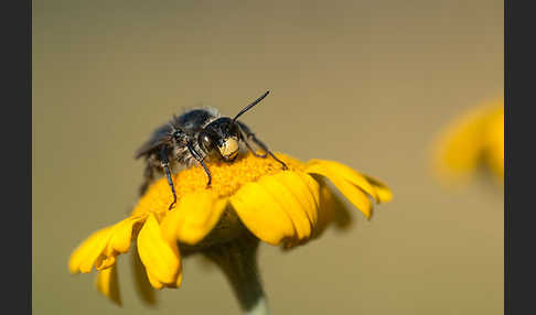 Pelzbiene (Anthophora spec.)