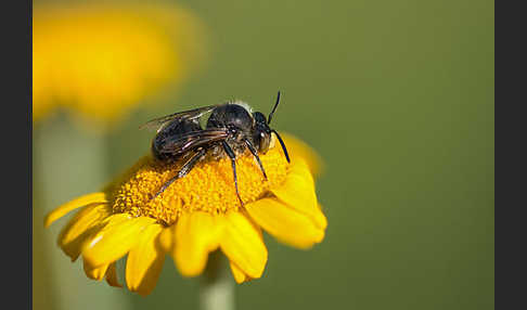 Pelzbiene (Anthophora spec.)