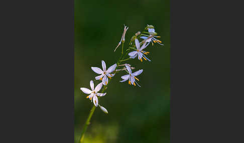 Ästige Graslilie (Anthericum ramosum)