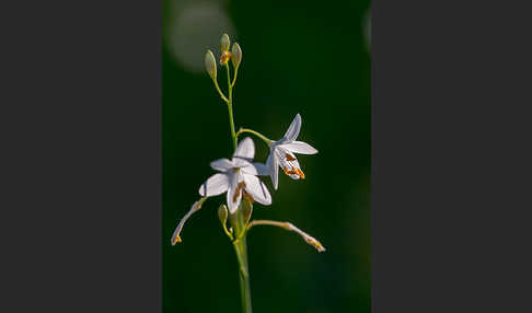 Ästige Graslilie (Anthericum ramosum)