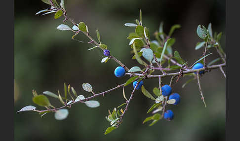 Schlehe (Prunus spinosa)