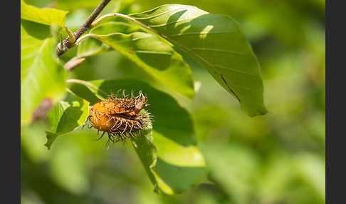 Rot-Buche (Fagus sylvatica)