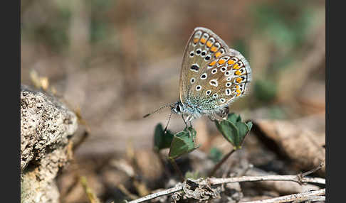 Gemeiner Bläuling (Polyommatus icarus)