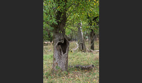 Streuobstwiese (meadow orchard)